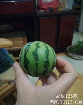 盐城夏天吃的瓜,探寻盐城夏天的特色瓜果盛宴