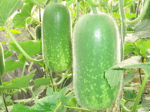 全网吃瓜蔡金发