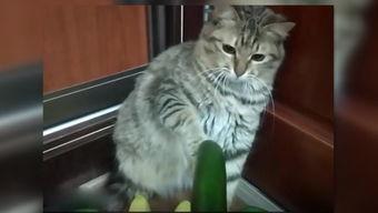 小猫学人吃瓜视频,小猫学人吃瓜萌态百出