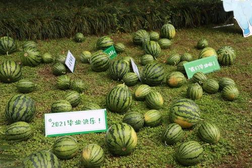 夜晚凉棚下吃瓜的图片