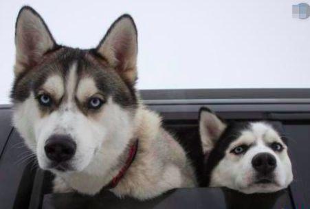 带你吃瓜之哈士奇