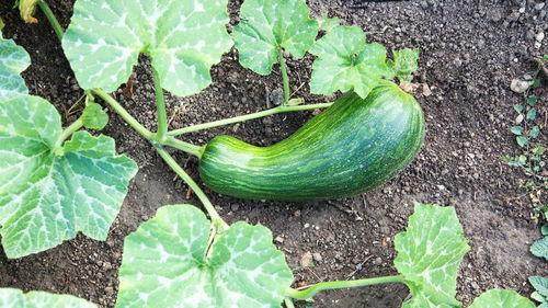 苏北瓠瓜怎么吃,解锁美味新体验