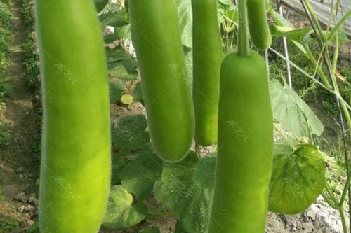 苏北瓠瓜怎么吃,解锁美味新体验