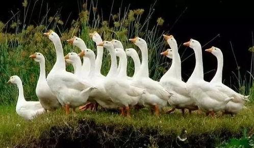 吃瓜鹅自然而燃,揭秘网络热词背后的文化现象