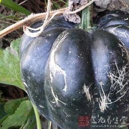 吃方瓜功效与作用,养生保健的绿色佳品