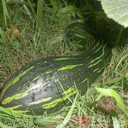 吃方瓜功效与作用,养生保健的绿色佳品