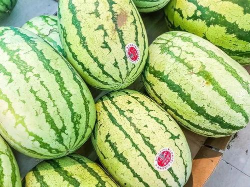 绞瓜是做什么吃,探索绞瓜的烹饪奥秘