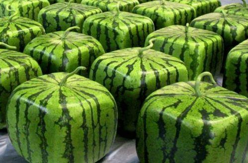 去哪里吃瓜容易吃全,一网打尽各地特色吃瓜胜地