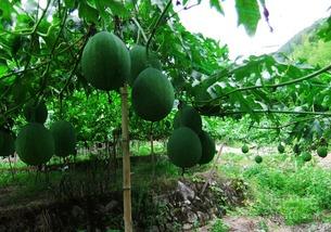 吃的吊瓜有点苦,探寻吊瓜的独特风味