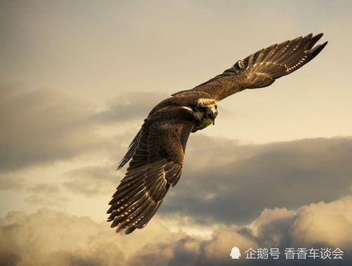 大头鹰评价吃瓜