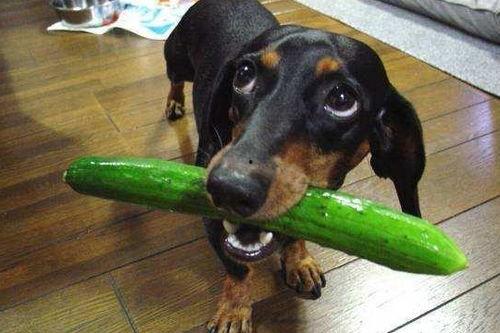 狗狗吃瓜就拉稀,揭秘瓜类对狗狗肠胃的影响