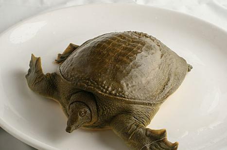 甲鱼吃瓜吗,瓜果的“美食家”？探究甲鱼对瓜类的饮食习惯