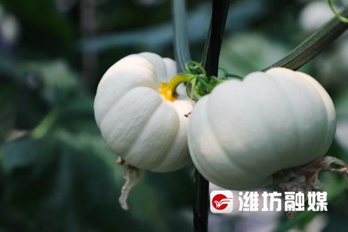 潍坊酒店吃瓜,一场别开生面的吃瓜盛宴