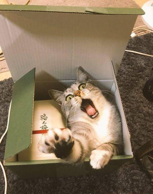 猫萌王者吃瓜,揭秘电竞圈幕后趣闻