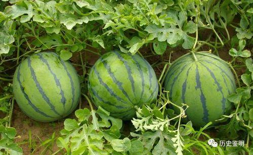 吃瓜只说甜,吃瓜只说甜的奥秘探索