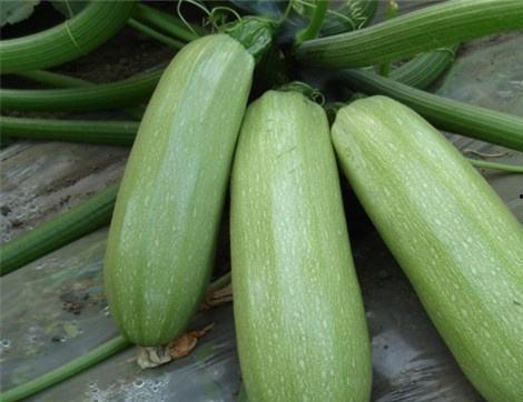 线瓜痛风可以吃吗,线瓜痛风患者适宜食用指南