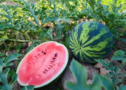 关于龙丽吃瓜  第2张