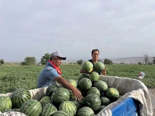 雄县的吃瓜,瓜香四溢，品味生活新风尚  第2张