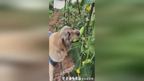 画吃瓜的小狗  第2张