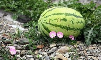 姑苏蓝氏吃瓜,揭秘古代世家大族的“吃瓜”生活  第3张