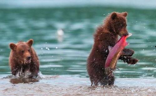 吃瓜小熊乌鸦  第2张