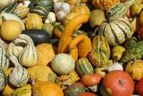 产妇吃方瓜,产妇滋补养生的天然佳品  第2张