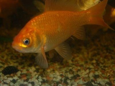 金鱼吃瓜黑料  第2张