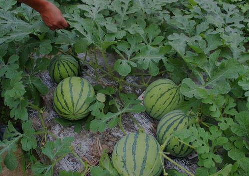 北湖吃瓜事件结果,真相大白，正义得以伸张