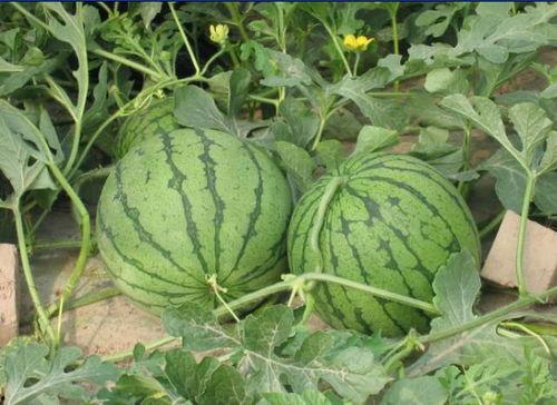 北湖吃瓜事件结果,真相大白，正义得以伸张  第2张