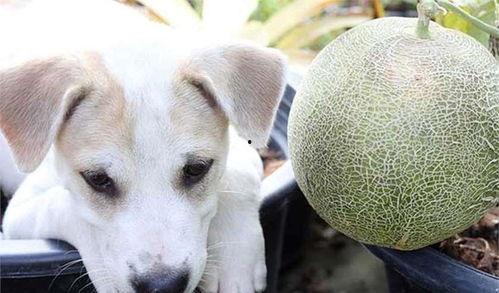 狗狗 吃哈密瓜,哈密瓜的甜蜜诱惑