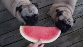 狗狗 吃哈密瓜,哈密瓜的甜蜜诱惑  第2张