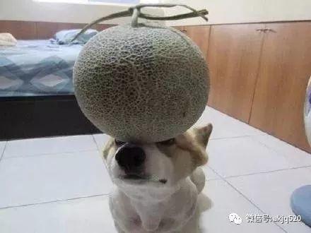 狗狗 吃哈密瓜,哈密瓜的甜蜜诱惑  第3张