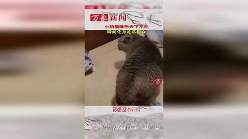 猫吃瓜群众图片,猫吃瓜群众萌态大揭秘