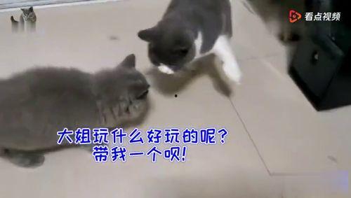猫吃瓜群众图片,猫吃瓜群众萌态大揭秘  第2张