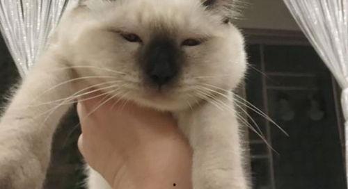 猫吃瓜群众图片,猫吃瓜群众萌态大揭秘  第3张