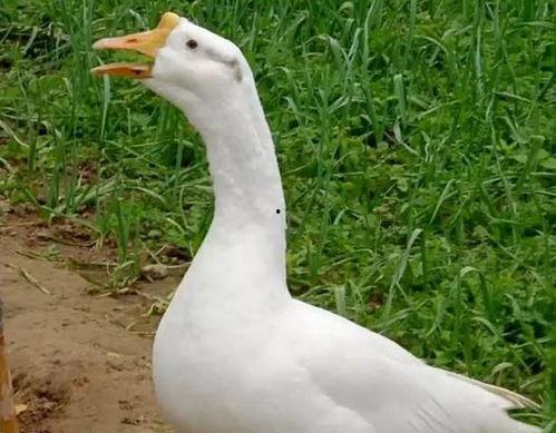 吃瓜鹅每日精选