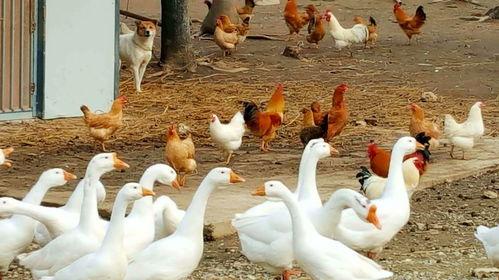 吃瓜鹅每日精选  第2张