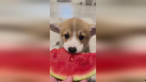 小狗吃梨瓜  第2张