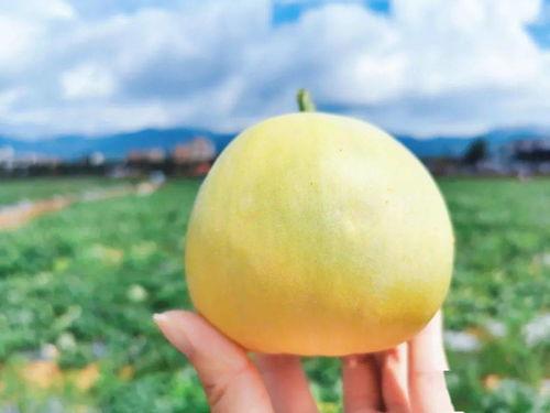 公路旁吃瓜  第2张